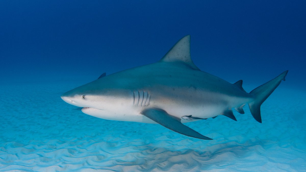  #SharkWeek A bull  #shark (Carcharhinus leucas) has been spotted! Bull  #sharks live throughout the world in shallow, warm ocean waters. They're even known to swim into freshwater rivers.