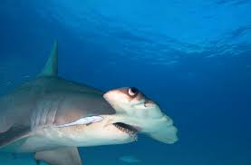  #SharkWeek Please reduce fight times when hooking hammerhead  #sharks, and always use non-stainless circle hooks to avoid gut-hooking and promote quick corrosion of the hook if left in the  #shark. More shark-friendly fishing tips provided by MOTE here:  https://mote.org/news/article/catch-and-release-with-care-shark-friendly-fishing-practices