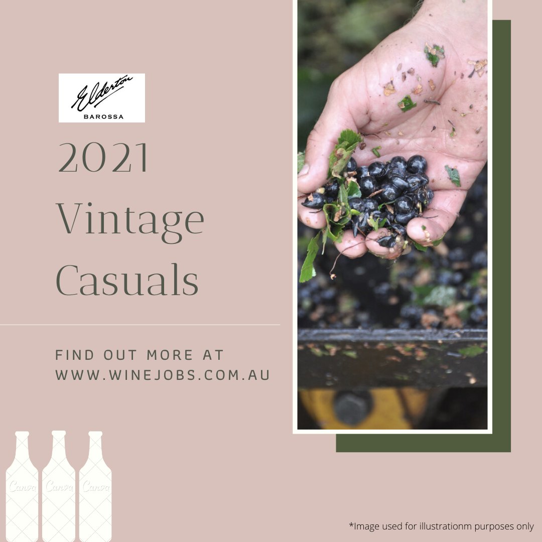 WinejobsAU_NZ's tweet image. 2021 VINTAGE CASUALS

Elderton Wines, a small family owned winery based in Nuriootpa, is looking for motivated vintage Cellar Hands &amp;amp; a Laboratory Assistant to complete its 2021 harvest team.  Find out more at ow.ly/6voc50AX6HO