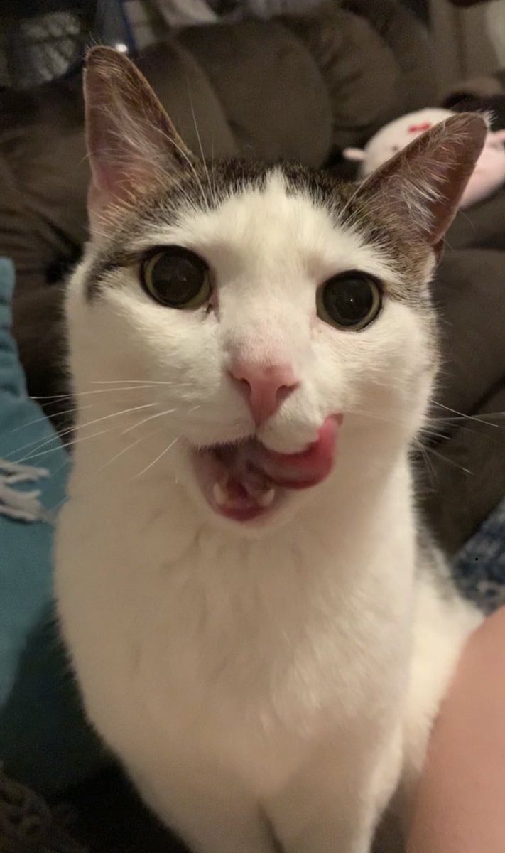 Kelly_and_Andy's tweet photo. Pokie is feeling much better today! ❤️ #pukey #tellandytomakethisanemote https://t.co/WUEsCcWfWp