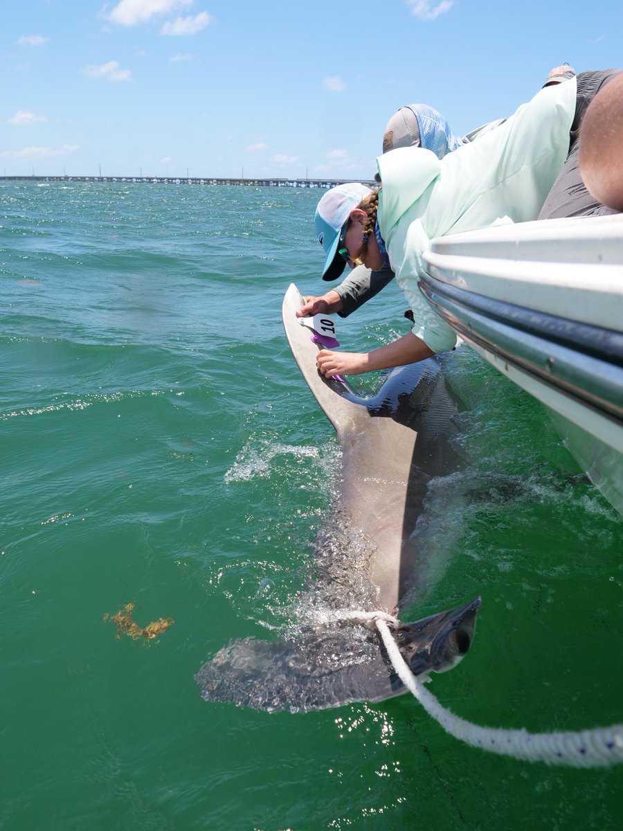 With  @lucaspgriffin and  @sci_angler we’re tagging  #tarpon and great  #hammerhead  #sharks under the bridge. Data from these tags shows how both species use the bridges. This can identify high depredation zones and save tarpon by having anglers break their line.