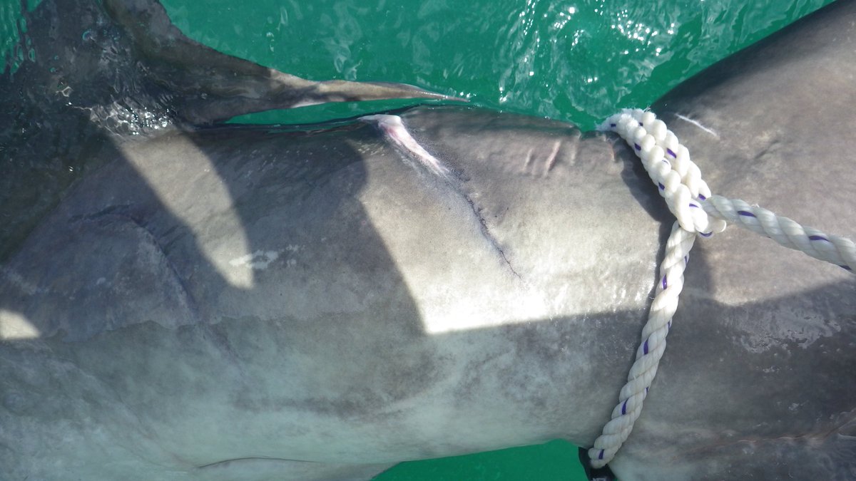 It can also help keep the sharks safe, so they don’t end up with nasty wounds from boat propellers, like this one.  #MonstersUnderTheBridge  #SharkWeek  #SharkWeek2020