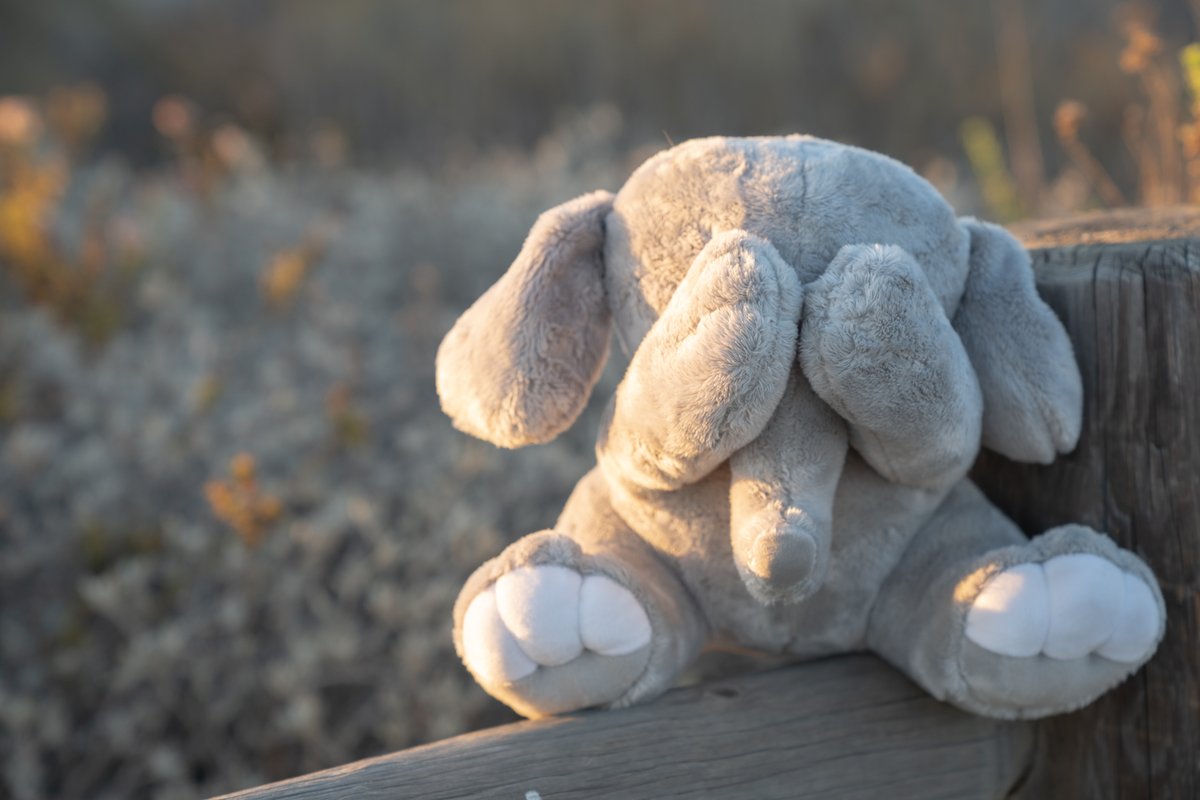 cutestplushies's tweet image. Incredibly soft and huggable elephant plushie

amazon.com/Baby-Shy-Eleph…
#plushielife #plushdesigner