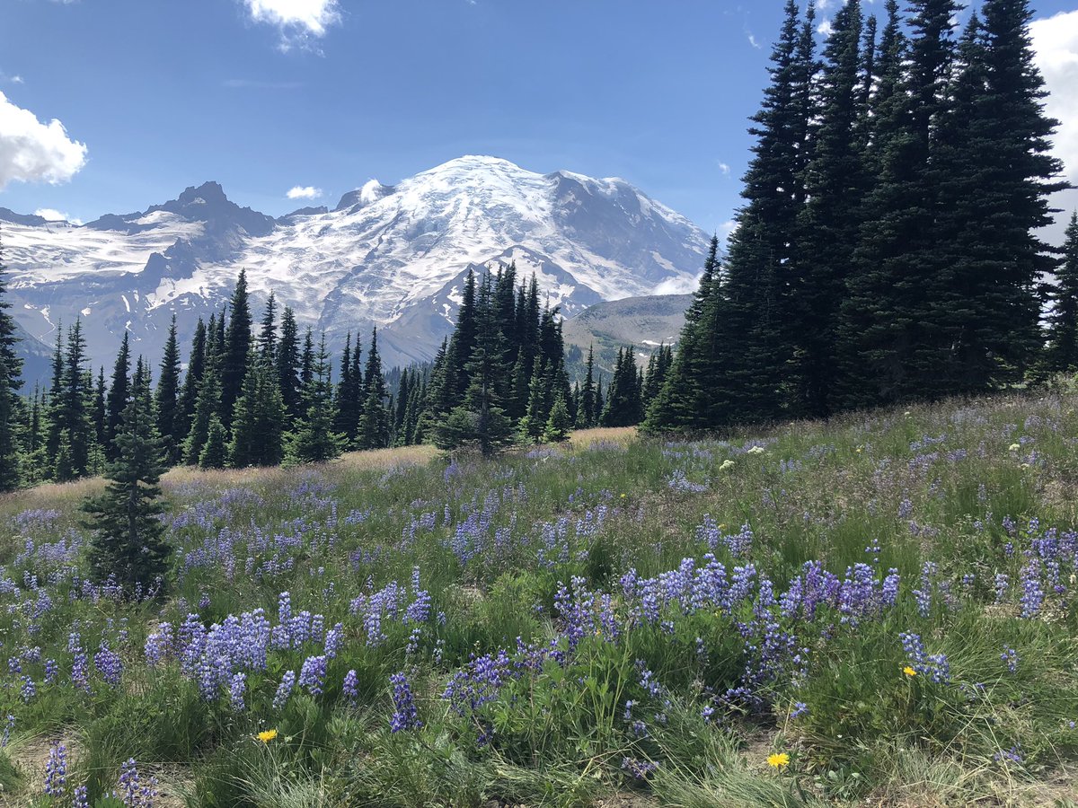 audg86's tweet image. Sunrise side of #MtRainier never disappoints.