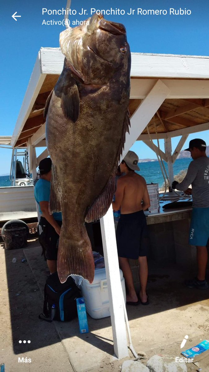 Cabrillas,,grouper and dorados.. Thanks Brett,,crist and rolando... dlvr.it/RdY957