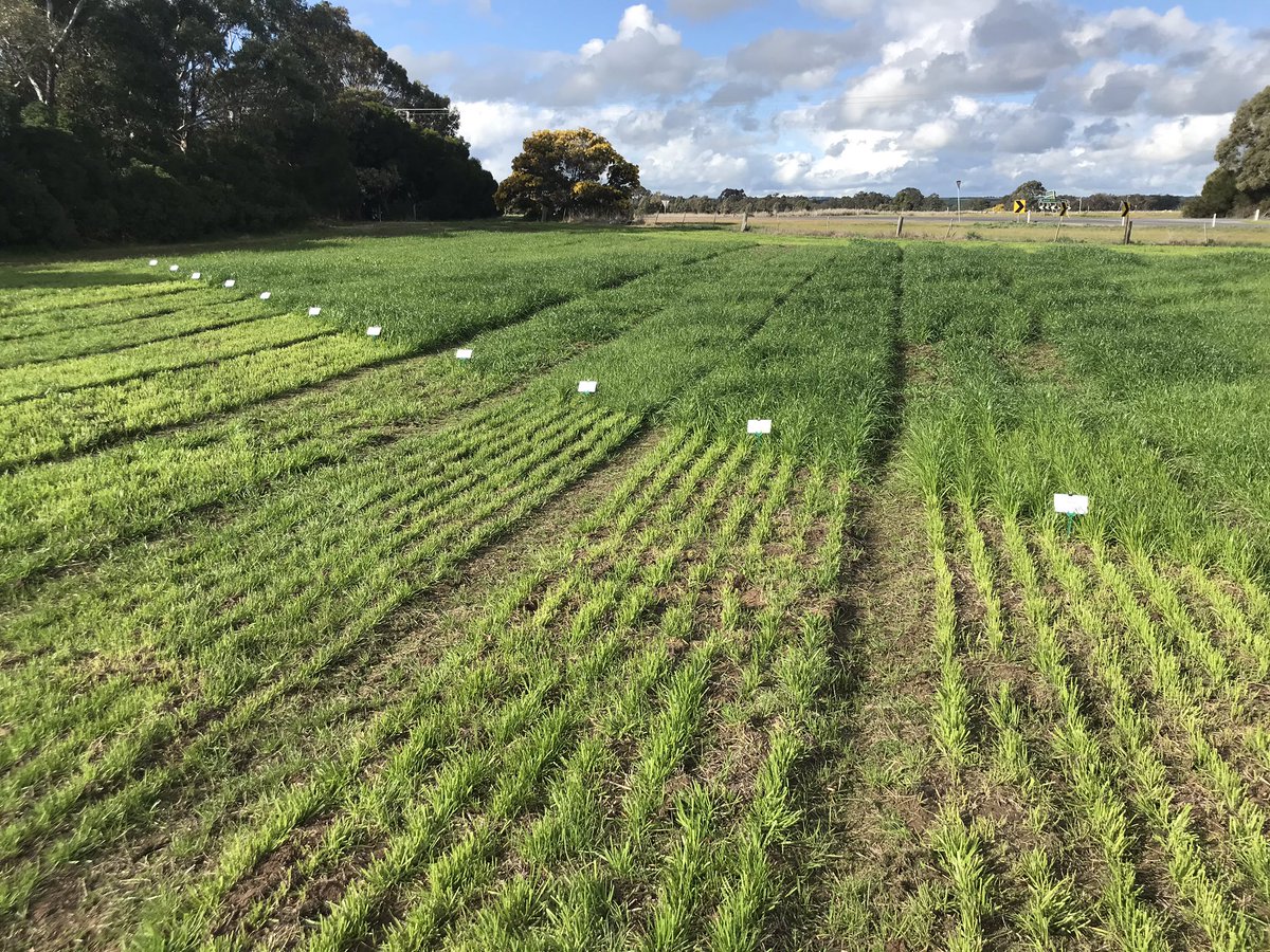 chriswalsh008's tweet photo. Cuts and comparison on annual ryegrass lines today near Ararat. More proof that later heading lines are offering more winter production. Not something many would consider but a great way to get 2 bites of the 🍒 https://t.co/dHIUvzD6xc