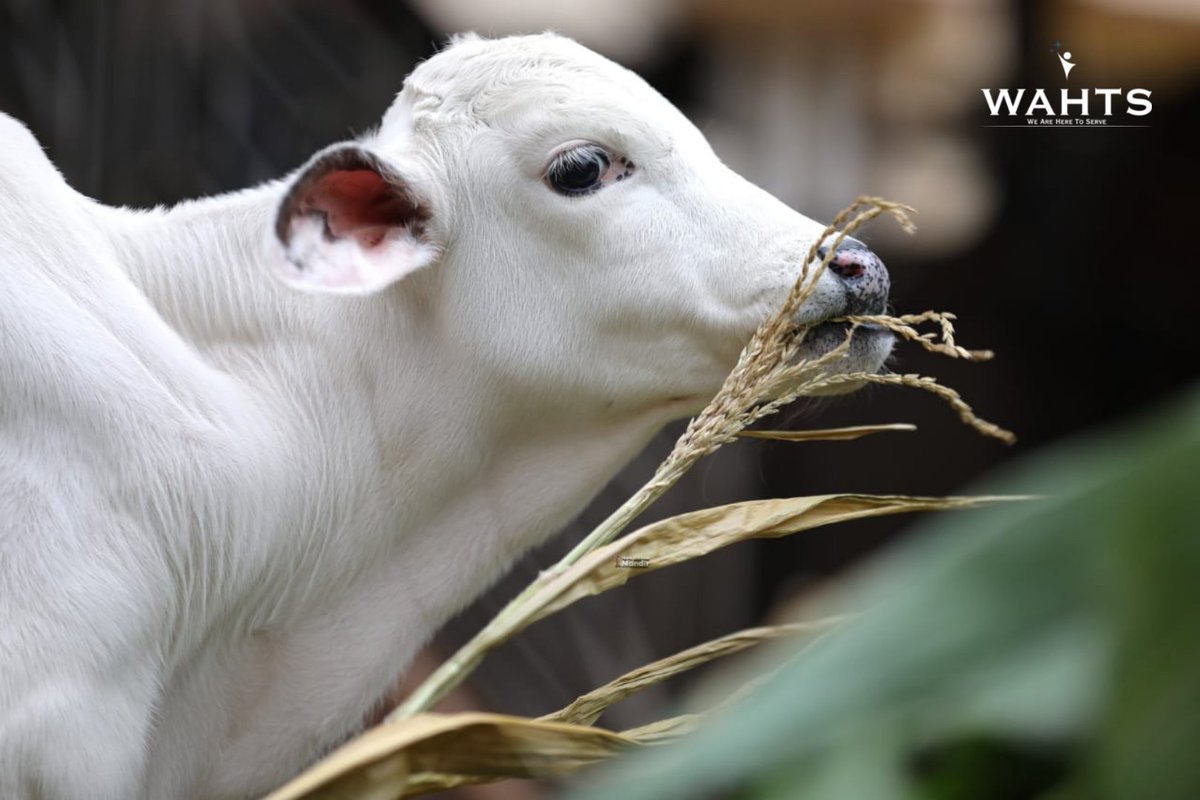 wahtsfoundation's tweet photo. His name is Govinda because He gives pleasure to the cows and to the senses. https://t.co/6YLFebeTNu