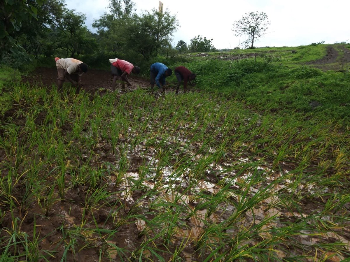 truptilahiri's tweet photo. A while ago CEI @ceiempowers initiated another phase of organic farming in Vave village (Sudhagad, Maharashtra), successfully. Organic Farming has not only provided food stock but also substantial income generation by selling surplus food stocks #CEIResiliencySolutions https://t.co/SlzDheCERJ