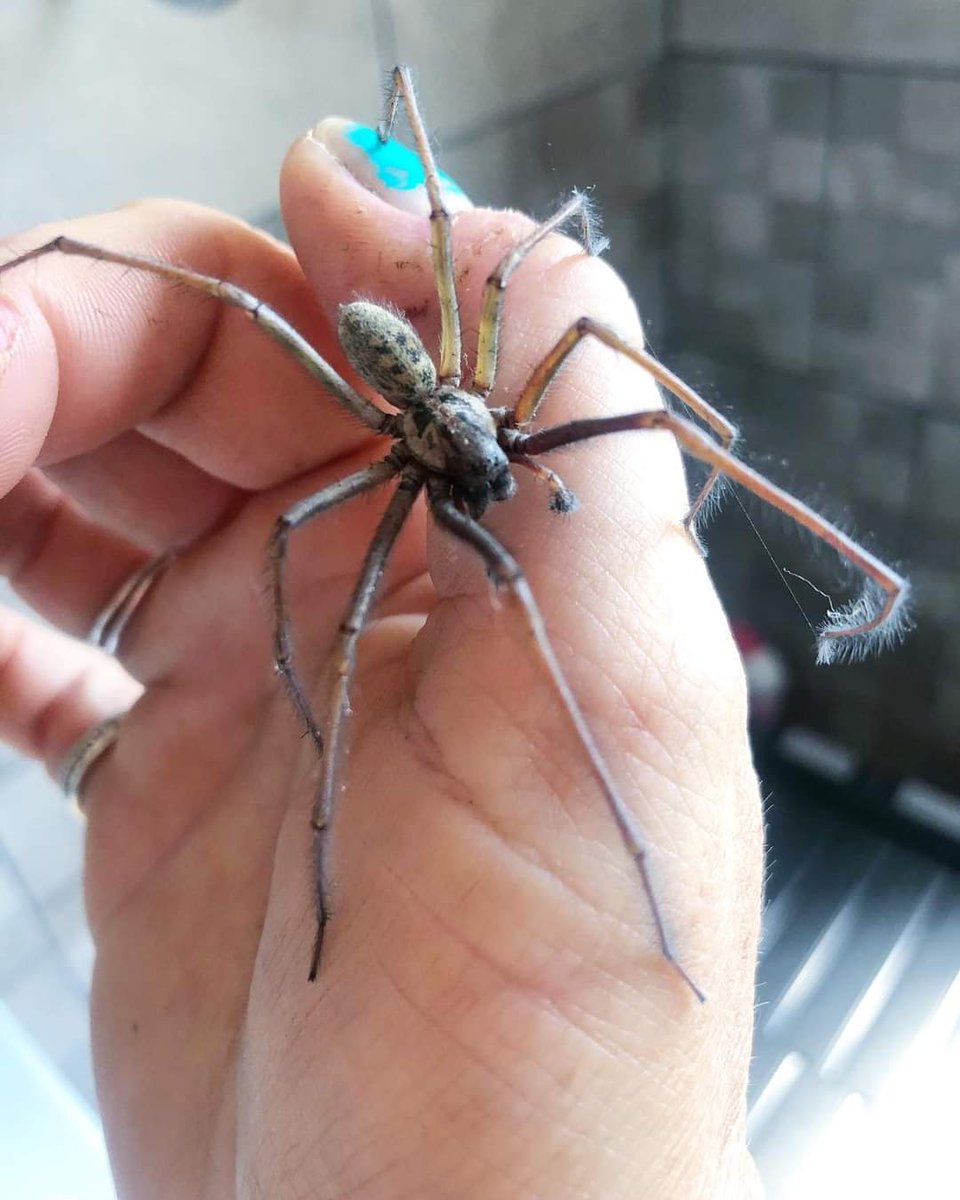 HappyPantsRanch's tweet photo. Still hanging out with the arachnids.. ๐ค๐ท
#savethespiders #arachnid #commonhousespider #giantcommonhousespider #lookafteryourwildlife #bekindtoallkinds #biggirl #hairylegs https://t.co/Cb6AxdYQuL