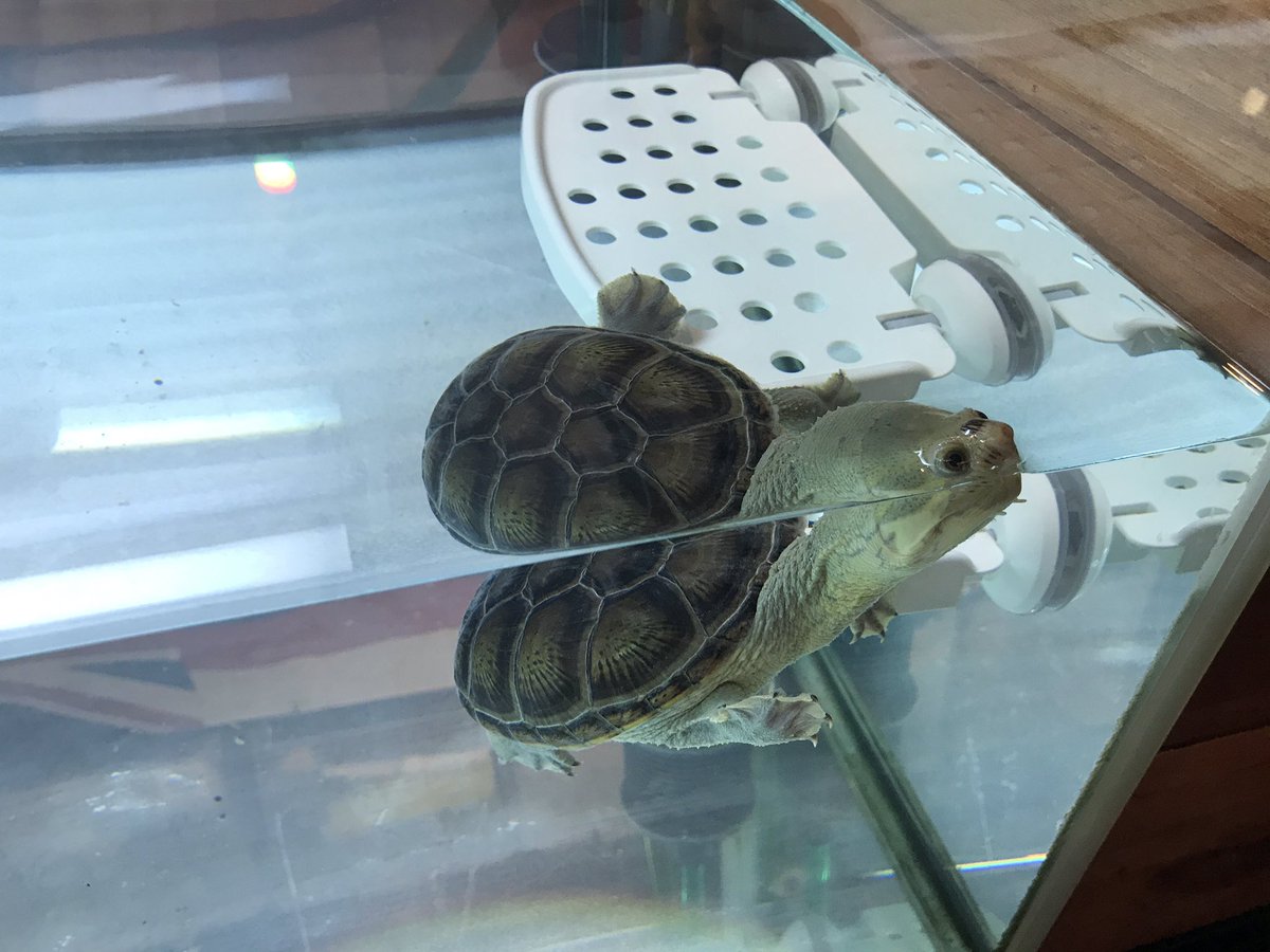 Ta Ryu Sur Twitter 一時的にハラガケを90cm水槽へ 贅沢飼育 泳がせて肥満解消 ハラガケガメ Ta Ryu Sur Twitter 一時的にハラガケを90cm水槽へ 贅沢飼育 泳がせて肥満解消 ハラガケガメ
