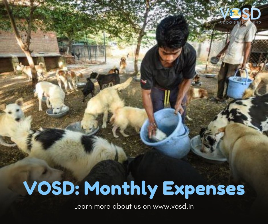 VOSD1's tweet photo. At VOSD, we have hundreds of rescued dogs that we raise as our children, and each dog has food and medical needs. Please consider making a big or small donation today!

Read more here: https://t.co/OeebIBsBcT 

#vosdcampaigns #vosddogs #dogs #dogsofvosd https://t.co/3GgVdg7Xj5