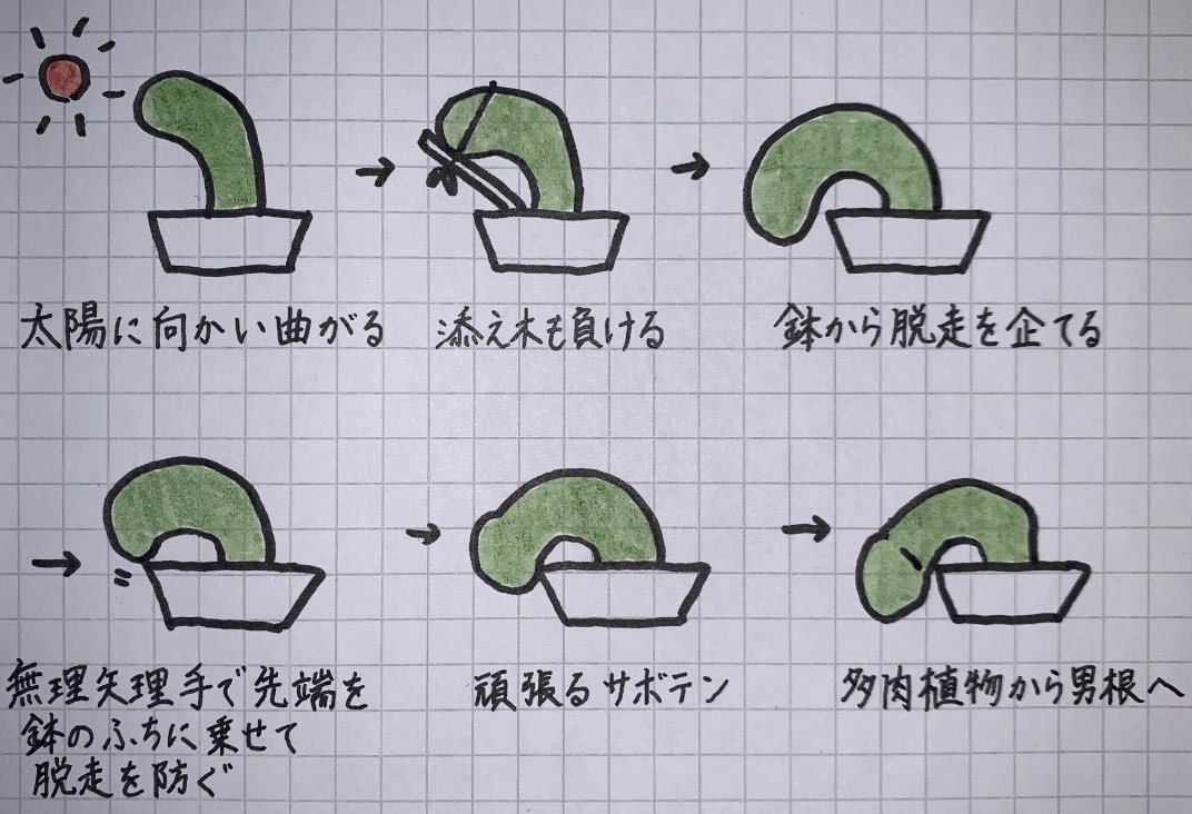 小2から大事に育ててるサボテン ひょんなことから 絶望チ コ って感じの育ち方をしてしまう 経緯が詳細すぎて草 Togetter