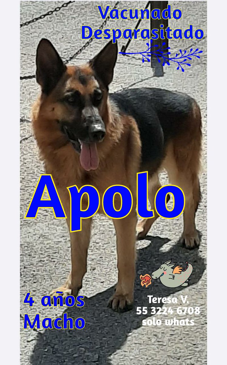 hidra881's tweet photo. Hola necesito una patota , este perrito lo llevaron a la perrera , el está en ADOPCION RESPONSABLE SÓLO EN CDMX 5532246708 SOLO WhattsApp por favor está en CDMX 4 años protocolo completo https://t.co/TRyERh7hsr