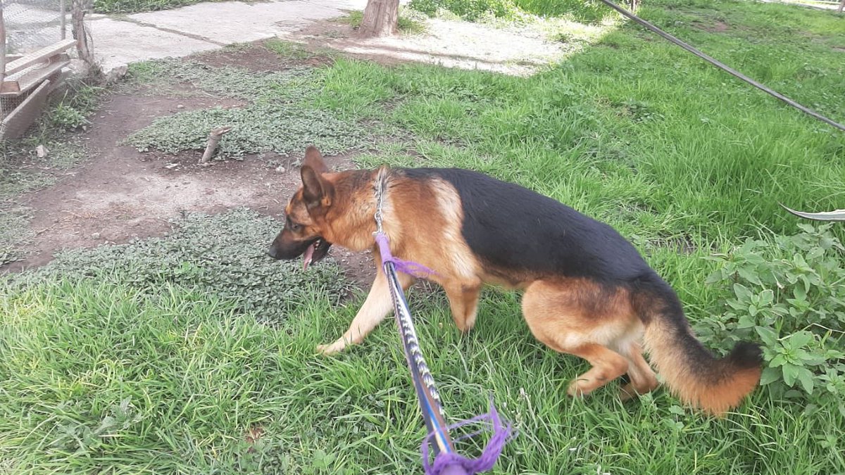 hidra881's tweet photo. Hola necesito una patota , este perrito lo llevaron a la perrera , el está en ADOPCION RESPONSABLE SÓLO EN CDMX 5532246708 SOLO WhattsApp por favor está en CDMX 4 años protocolo completo https://t.co/TRyERh7hsr