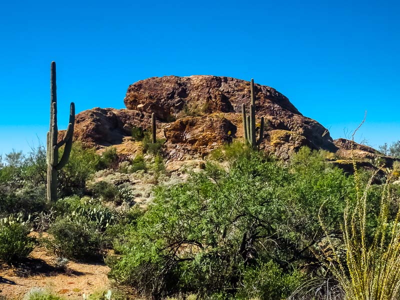 sheriannekay's tweet photo. Check out Tucson Arizona's Saguaros cactus, mountains, vistas, Mariachi bands, salsa dancing, Sonora hot dogs, colorful Adobe houses & turquoise. Click through for 50 things to do, see and eat https://t.co/Hn9qUJ4QzG via @sheriannekay #Tucson#VisitArizona @VisitTucsonAZ #VisitU https://t.co/ujnAA11Q7z