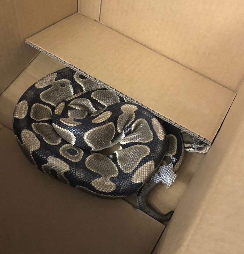 The Patrol officer took the  #baystreetsnake into custody without incident. It was transported to veterinary care for assessment, but appears healthy. Case clossssssssssssed.  #yyj (5/5)  https://vicpd.ca/2020/08/12/update-missing-python-located-sssssafe/