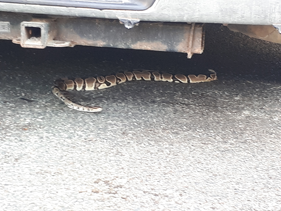 The  #baystreetsnake took refuge under a vehicle. As our crisis negotiators don't speak parseltongue, Patrol officers attended & one who was (thankfully) familiar with snakes approached the vehicle. (4/5)