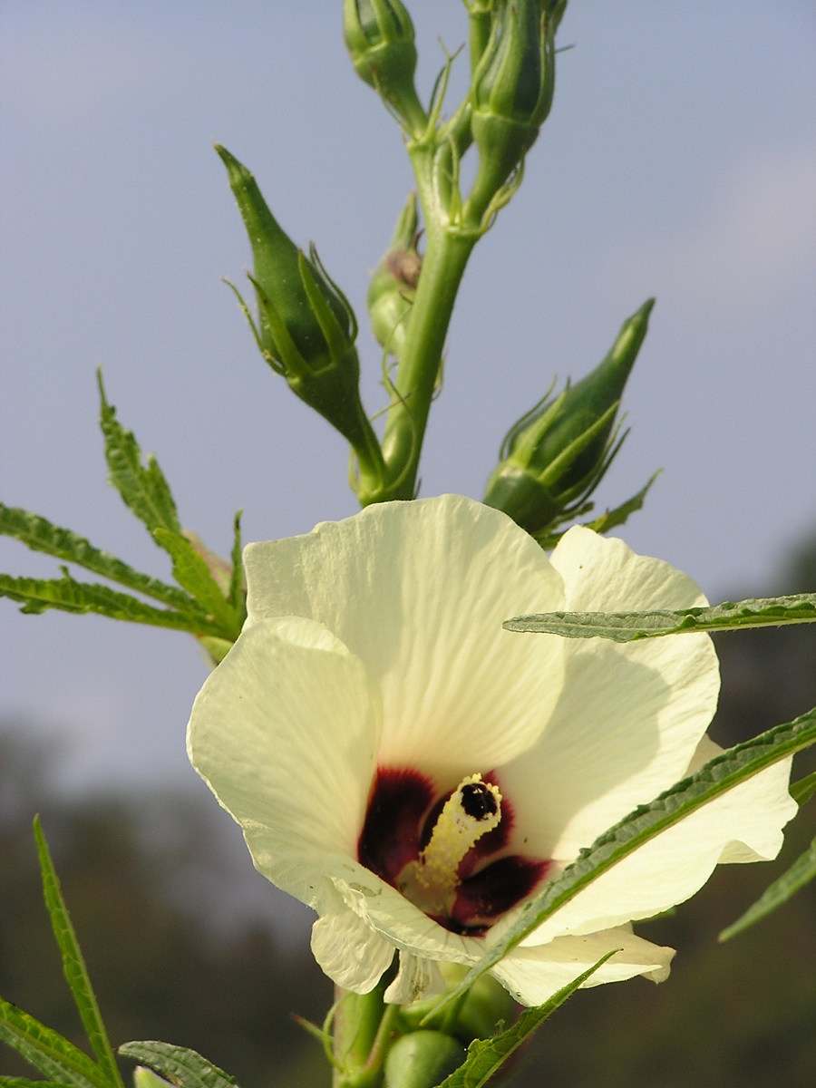 redwigglerfarm's tweet photo. It’s #VeggieWednesday! Okra, also known as lady’s fingers, is a good source of fiber, potassium, &amp; vitamins a, c, &amp; k. Okra is a flowering plant in the mallow family that’s related to cotton &amp; hibiscus. Read about okra on our blog: https://t.co/zfjvylnbr9
#okra #slimy #CSA #farms https://t.co/7hvRepCS6Q