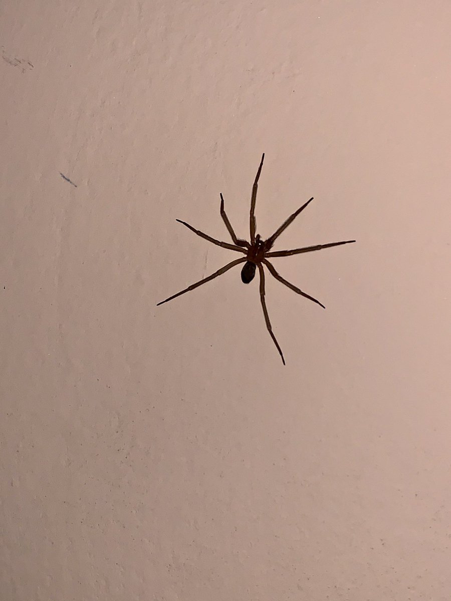 Michelotto8legs A Twitter Eita E Uma Aranha Marrom Loxosceles Sp De Importancia Medica Um Bicho Que E Problema De Saude Publica Aqui No Brasil Sobre Elas E Como Lidar Https T Co Zshncqbh6b Https T Co 0em7yqrg4e