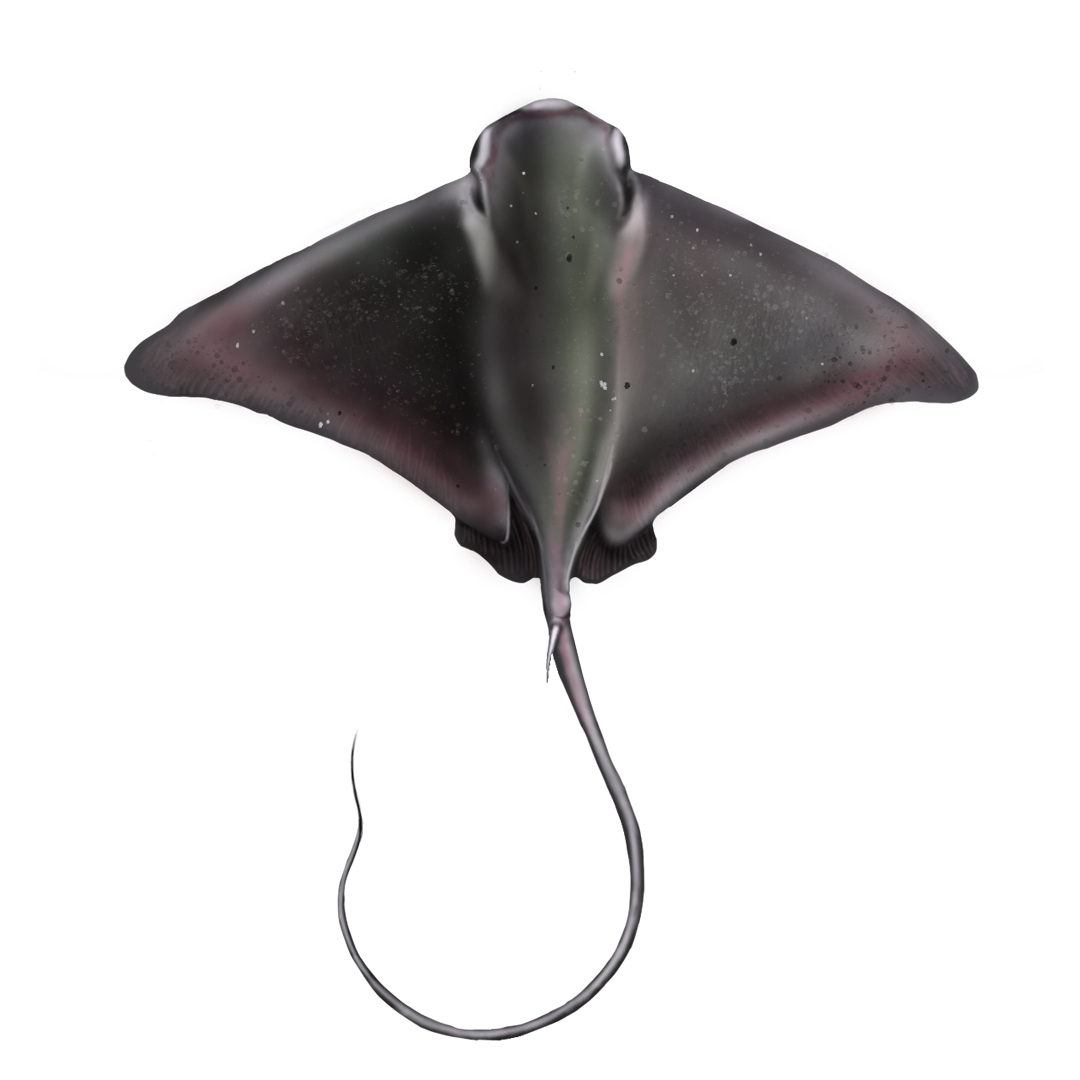 camilo_julianc's tweet photo. Not a shark, instead a bat ray (Myliobatis californica) painting #SciArt #Batray #2Dartist #FishTeam #SundayFishSketch https://t.co/gnC6NSsCxT