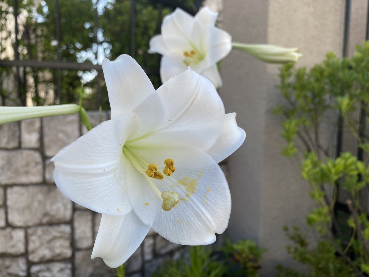0o_Hitomi_o0's tweet photo. 8月12日
ふっくらな花びら
#花 #flower #写真 #picture #Photo #photography #photobag
#ファインダー越しの私の世界
#写真好きな人と繋がりたい https://t.co/X6HW0tpjy9