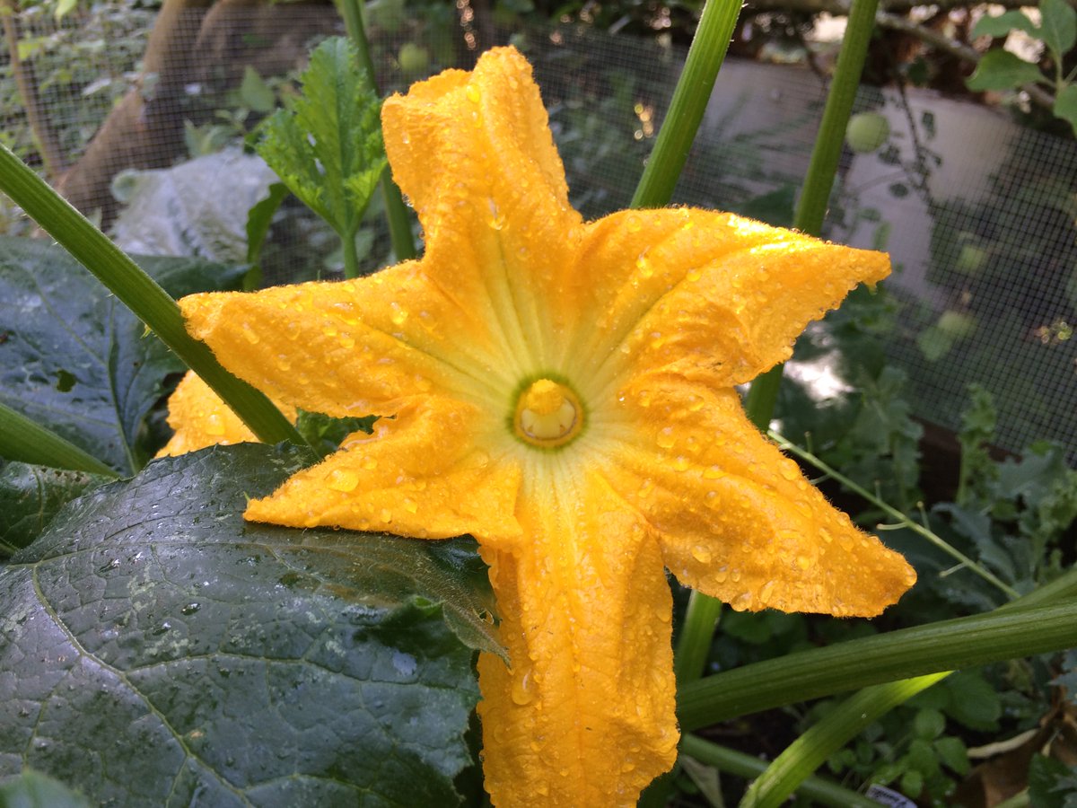 This just end, bees rock.Zucchini flower growing in the shade of an apple tree.I heard it on the grapevine.300 worms shouting, "THIS IS VERMICOMPOST!!!" #GreenNewDeal  #FoodNotLawns  #ClimateAction  