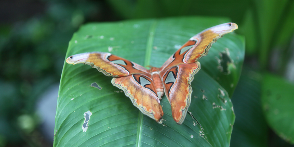 Does waking🦋&amp; feeding blue🐸sound like a fairytale job? You may be surprised to hear all that's involved!

1️⃣6️⃣ eps of #DigitalDoorsOpenWaterlooRegion incl. <a href="/Conservatory_/">Cambridge Butterfly</a> avail. online &amp; on <a href="/Rogerstv20/">Rogers tv</a> starting Aug. 22.

#DoorsOpenWR <a href="/ONheritage/">Ontario Heritage Trust</a> <a href="/ExploreWR/">Explore Waterloo Region</a>
