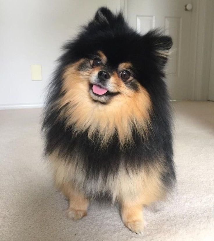 taehyung’s dog; yeotanyeotan is probably more famous than some celebrities. he’s so cute so i’m not surprised.