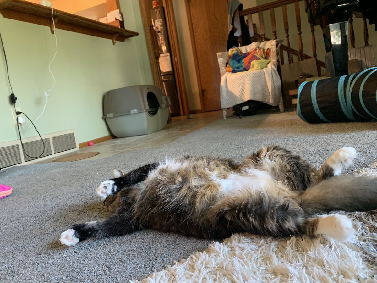tigerweeb's tweet photo. i’ve got a great photographer https://t.co/MOnHIbdUKa