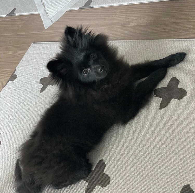 yugyeom’s dog: dalkyumhe actually shares this dog with his brother I think. anywho, DALKYUM IS SO PRECIOUS LOOK AT HIM (?)