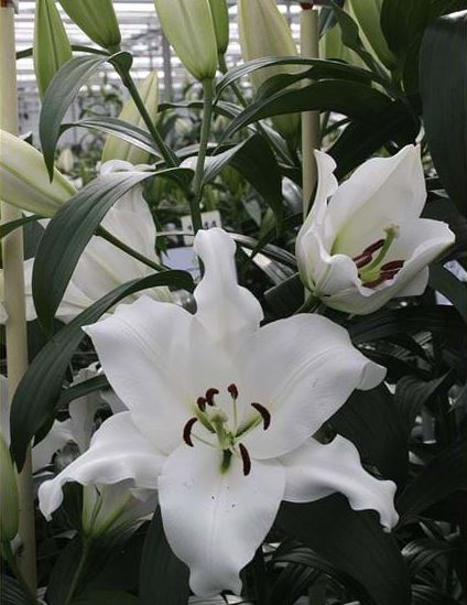 Vandaag NIEUW #Lelie #Devola. Mooi wit met zeer grote bloemen. 2 weken leverbaar op #Klok1 <a href="/qualily/">Qualily</a>