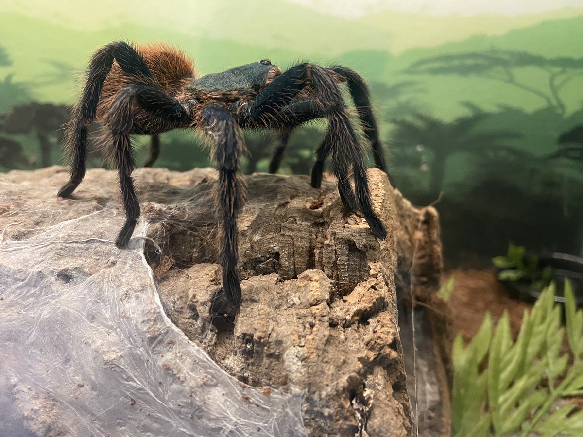 disc_sci_place's tweet photo. This guy is posing for us today! Come meet this beautiful specimen from Venezuela along with almost 100 other arachnids at the Discovery Science Place now until November!￼￼ https://t.co/aIsTDiT05W