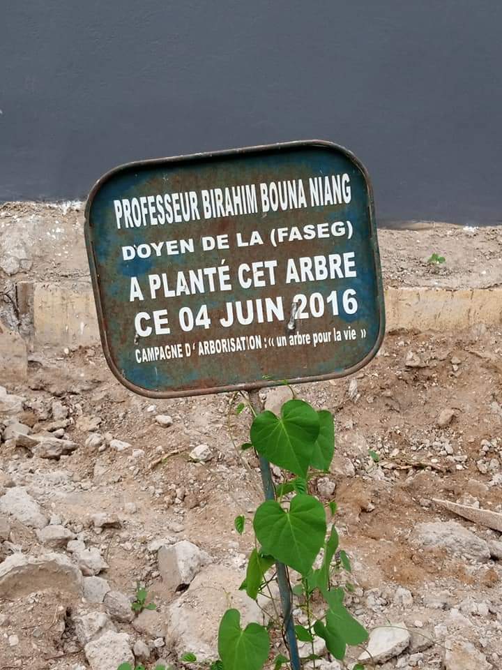 NdiayeElijahmoz's tweet photo. Urgent: Sur la page FB de Blaise Mané, UCAD:les arbres plantés en 2016 par la communauté universitaire sont abattus. https://t.co/YsiekgpKd2