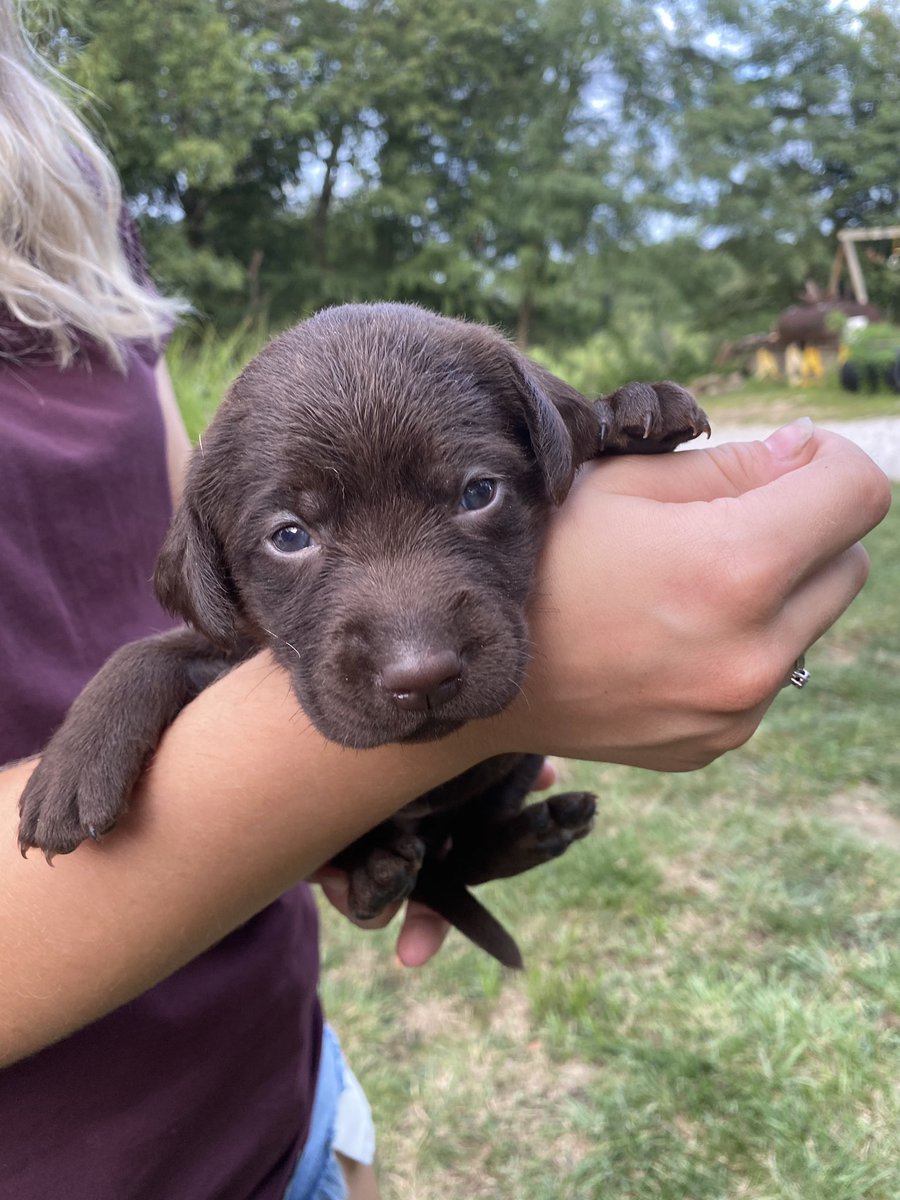 Torres_DC101's tweet photo. Sooooo, Hanson and I have decided to add to our crazy family with this sweet little girl.
We have some names in mind but feel free throw a few ideas out 😉 
She’s already growing so much and absolutely adorable! Can’t wait to bring her home!!! https://t.co/mXKhnP3ipf