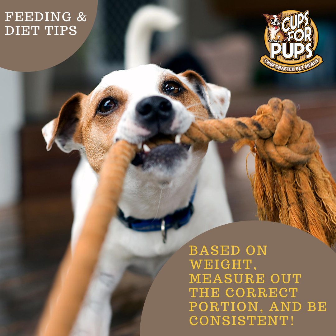 CupsForPup's tweet photo. Multiple recipes for your pets - perfect for taste-testing and seeing what your dog loves!
#cupsforpups #dogfood #freshdogfood #dogfooddelivery #howtofeedyourpup #whattofeedyourpup #cupsforpup #feedthemright #homemadedogfood #localpickup #chefcraftedmeals https://t.co/jLfMCg8Y5T https://t.co/cXj7go2Ekz