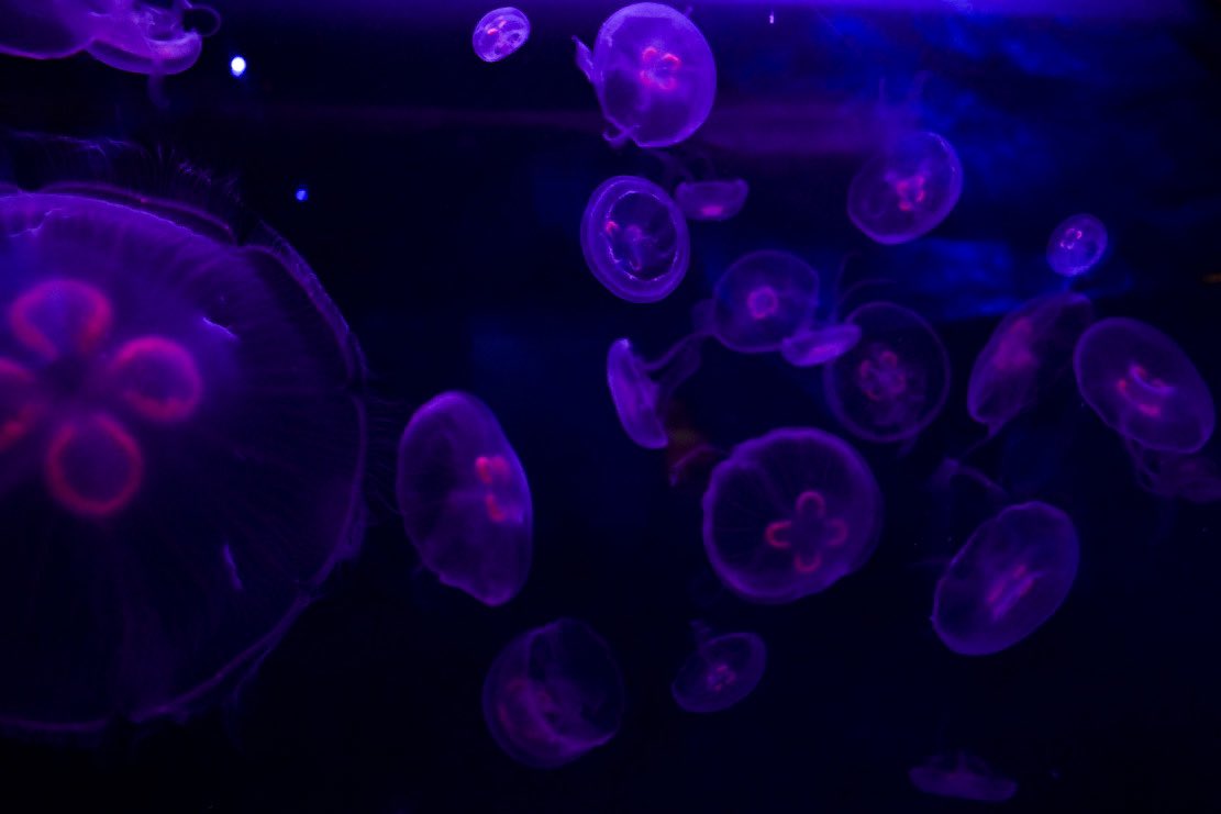 CKahzlo's tweet photo. So many Jellyfish but no emoji for them😔 
But like and retweet please and thank you❤️🖤🤍 
-
-hashtag time 
-
#photo #photography #photographer #picture #photos #pictures #Jellyfish #sea #life #sealife #water #pod #woah #aye #goat #lit #like #retweet #BidenHarris2020Landslide #X https://t.co/eVJDQGsSLz