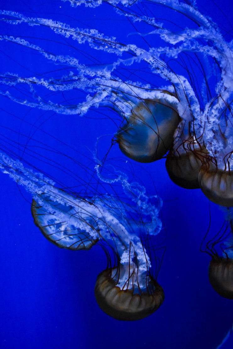 CKahzlo's tweet photo. So many Jellyfish but no emoji for them😔 
But like and retweet please and thank you❤️🖤🤍 
-
-hashtag time 
-
#photo #photography #photographer #picture #photos #pictures #Jellyfish #sea #life #sealife #water #pod #woah #aye #goat #lit #like #retweet #BidenHarris2020Landslide #X https://t.co/eVJDQGsSLz
