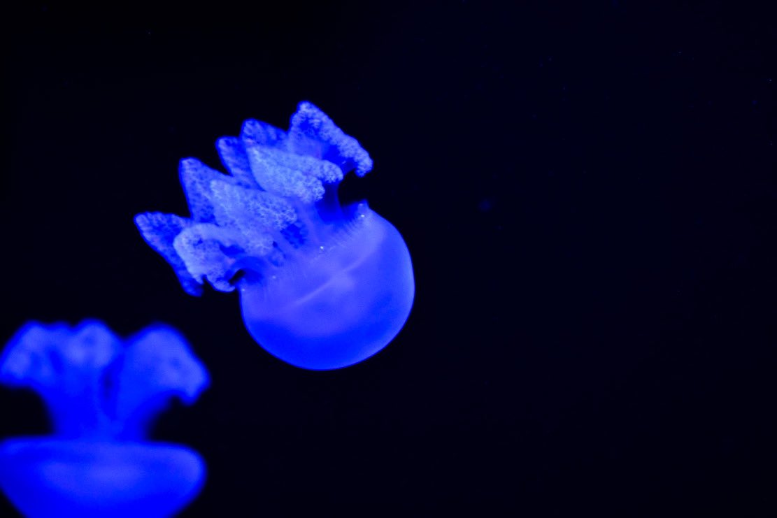 CKahzlo's tweet photo. So many Jellyfish but no emoji for them😔 
But like and retweet please and thank you❤️🖤🤍 
-
-hashtag time 
-
#photo #photography #photographer #picture #photos #pictures #Jellyfish #sea #life #sealife #water #pod #woah #aye #goat #lit #like #retweet #BidenHarris2020Landslide #X https://t.co/eVJDQGsSLz