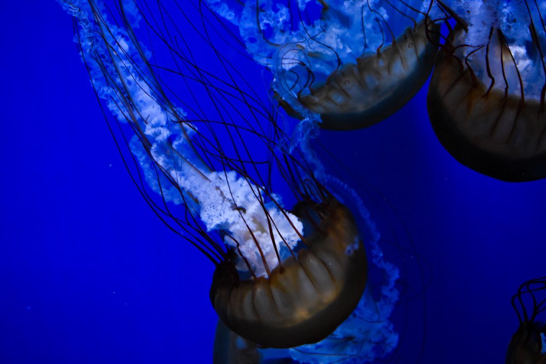 CKahzlo's tweet photo. So many Jellyfish but no emoji for them😔 
But like and retweet please and thank you❤️🖤🤍 
-
-hashtag time 
-
#photo #photography #photographer #picture #photos #pictures #Jellyfish #sea #life #sealife #water #pod #woah #aye #goat #lit #like #retweet #BidenHarris2020Landslide #X https://t.co/eVJDQGsSLz
