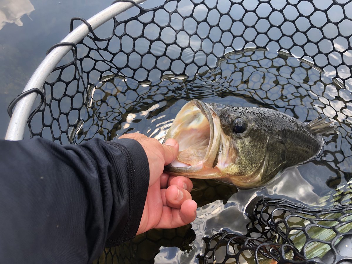 FishNauti's tweet photo. #NautiFish #Kayak #fish  #virginia #NewportNews #bassfishing 
@VisitYorktown 
@FishNauti 
@WFN 
@BassUniversity 
@KayakAnglerMag 

https://t.co/XbFgh5UTrK https://t.co/Xg4SHde4kA