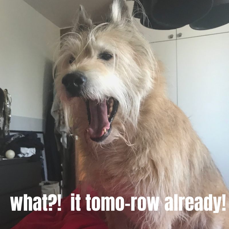 MatchingMutts's tweet photo. Here is Kara face when I told her it z tomorrow 😁🐶 https://t.co/l2ulCiya0r