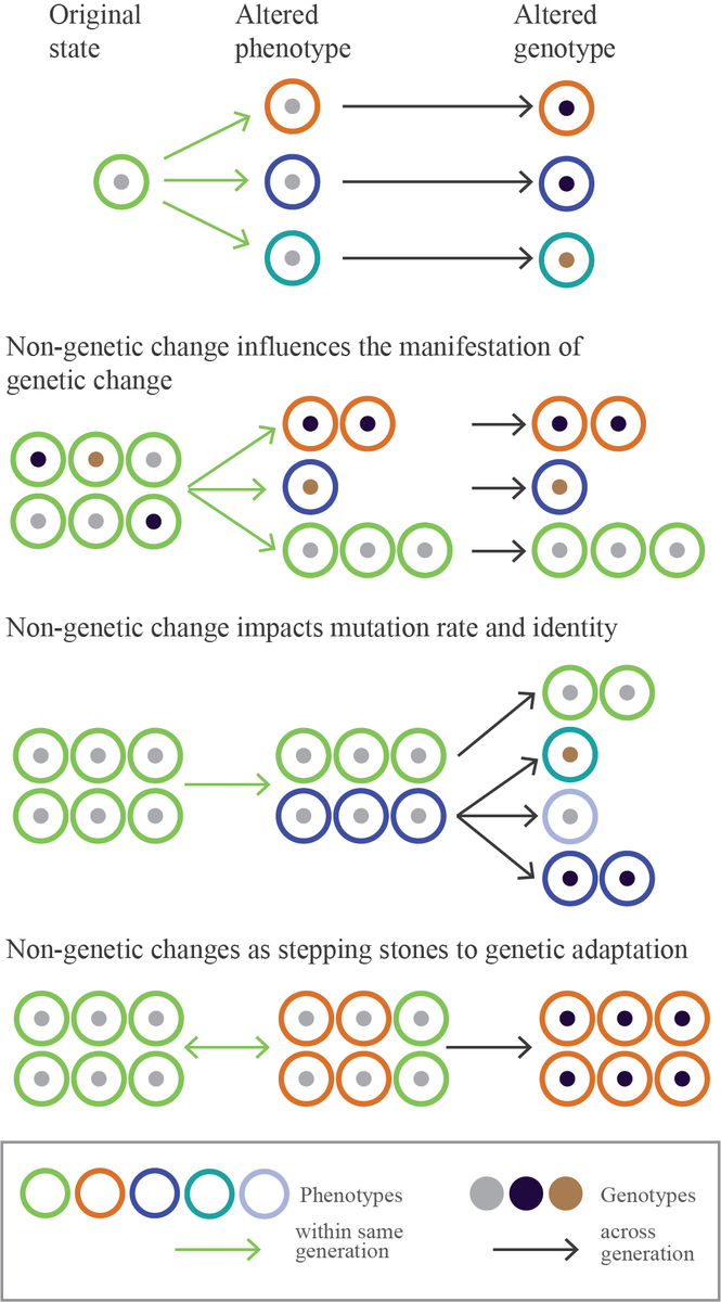 I classify three ways in which changes in transcription and translation can feed back into the genotype: (i) by uncovering pre-existing genetic variation (ii) by changing mutation rate or identity (iii) by acting as stepping stones for genetic change.Illustration by  @ipsawonders