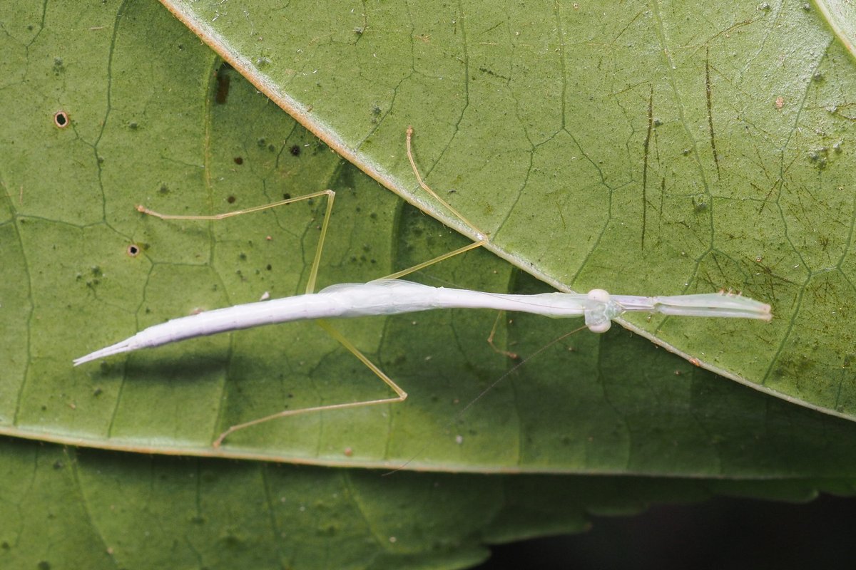 カオヤイ 白いひと 葉裏にいる白いカマキリ君 1 Aug Thailand カオヤイ 白いひと 葉裏にいる白いカマキリ君 1 Aug Thailand