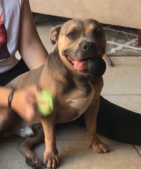 _showcity's tweet photo. @PawMawOfficial please help lost dog in Las Vegas NV (89117) he’s so kind and smart https://t.co/USTJgfWse3