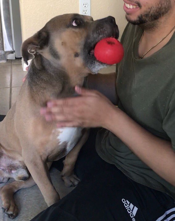 _showcity's tweet photo. @PawMawOfficial please help lost dog in Las Vegas NV (89117) he’s so kind and smart https://t.co/USTJgfWse3