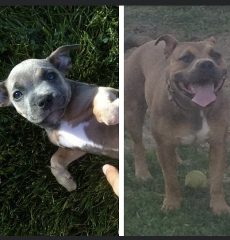 _showcity's tweet photo. @PawMawOfficial please help lost dog in Las Vegas NV (89117) he’s so kind and smart https://t.co/USTJgfWse3