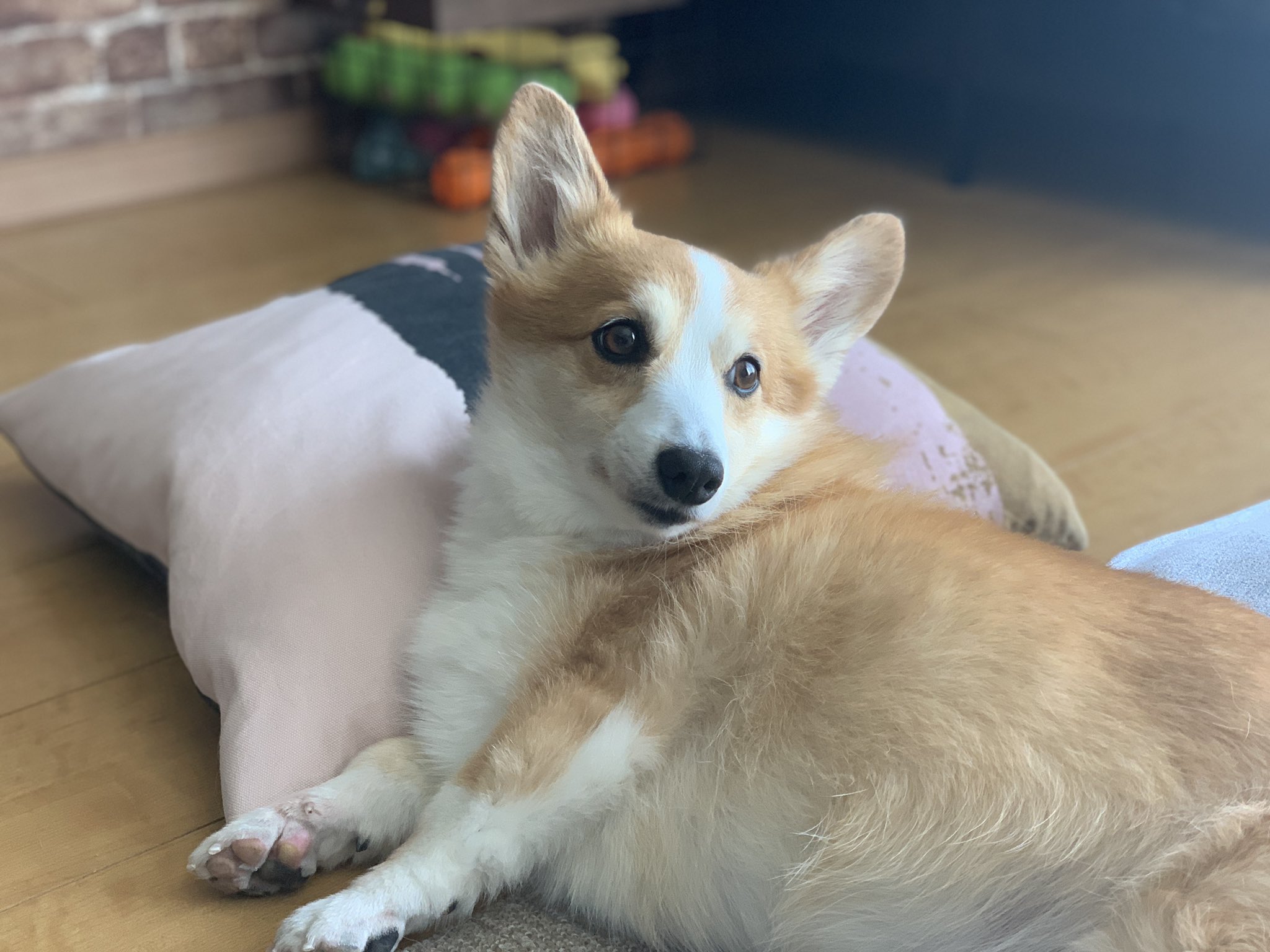 もこふらん En Twitter おっさんの寝姿 笑 コーギー Corgi 犬 Dog コーギーのいる暮らし いぬのきもち T Co Zz5znl9uef Twitter