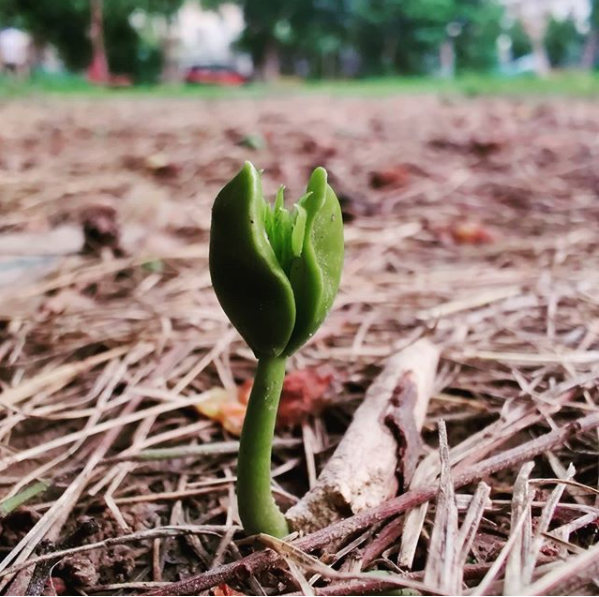 seedsofhopeanda's tweet photo. 【🌱投稿作品紹介🌱】
コンテスト終了まで一部の応募作品を随時ご紹介させていただきます✨
テーマ4
場所:インド、ウッタル・プラデーシュ州
説明:この苗木から、厳しい自然環境に対する生命の力強さを感じます😌
※コンテストの詳細はこちら
https://t.co/YOiKxxnmmF
#shift2green #Learn4Climate https://t.co/amg896g1g6