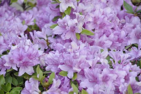 L0VECAF3's tweet photo. a bouquet of rhododendrons has arrived for @byeolyoons !
from: anon

hi have a nice day!!! https://t.co/quCztmFz1P