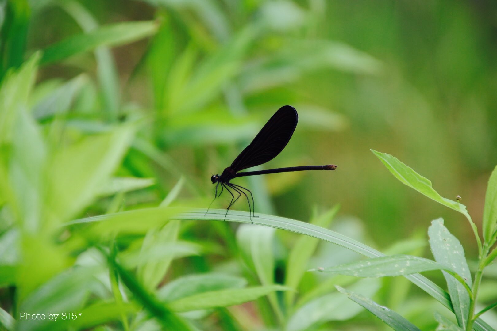 123 羽黒蜻蛉 今日はお盆の迎え火 ハグロトンボは ご先祖様の魂がトンボとして帰ってきた と言われています 羽黒蜻蛉 ハグロトンボ 黒いトンボ T Co 3pcyucj7os Twitter